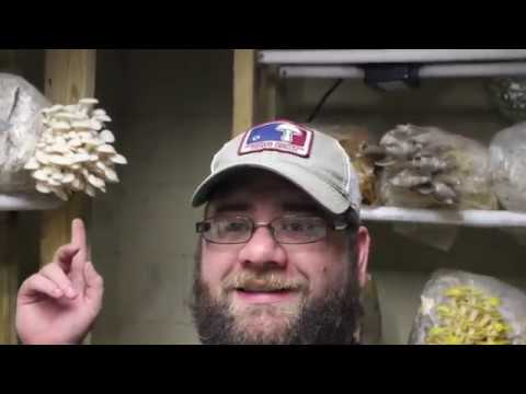 How to Grow Mushrooms: Ventilation and Humidity