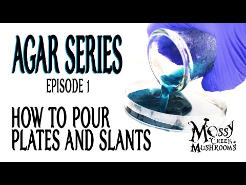 🍄Liquid Mushroom Culture [Agar Series - Episode 2]🍄 How to pour agar plates and slants