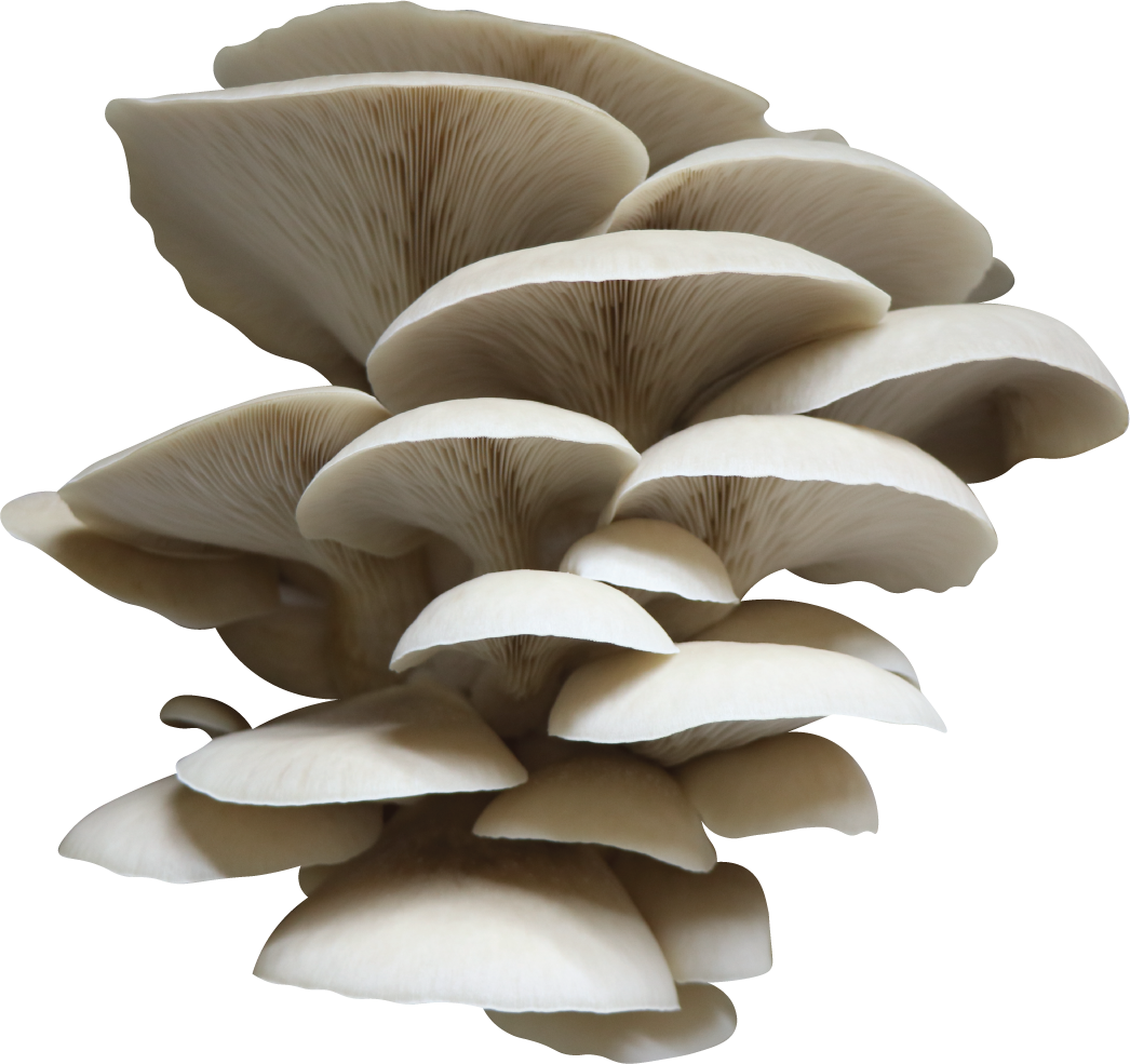 Twill Cotton Lyocell Oyster Mushroom