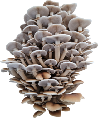 Little Boy Black Poplar Piopinno Mushroom Genetics from Mossy Creek Mushrooms