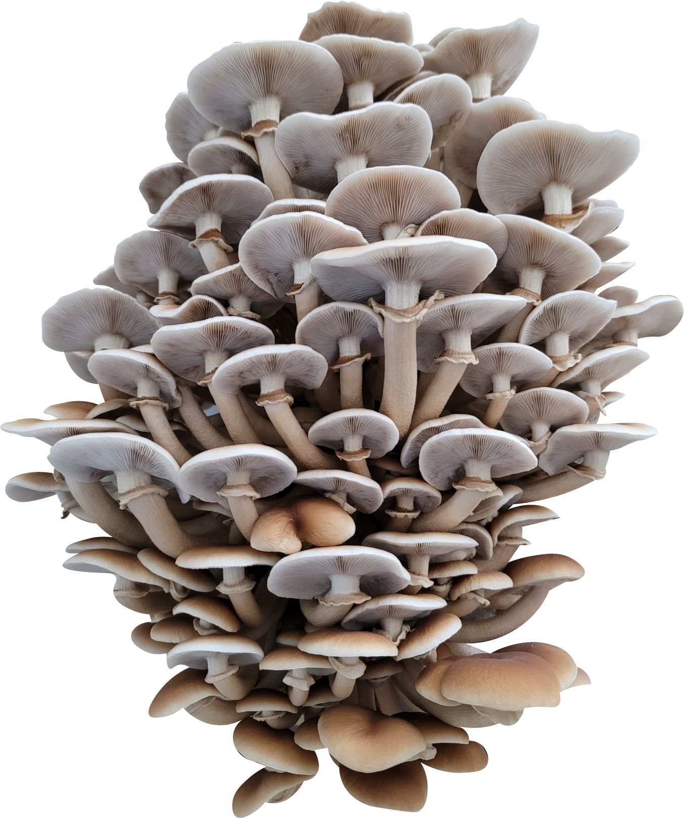 Little Boy Black Poplar Piopinno Mushroom Genetics from Mossy Creek Mushrooms