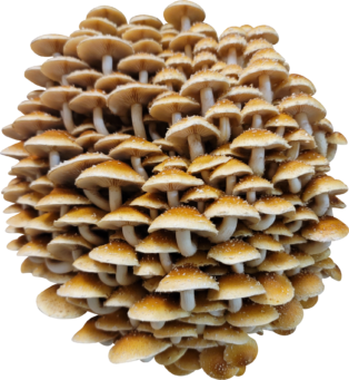 Chestnut Mushroom