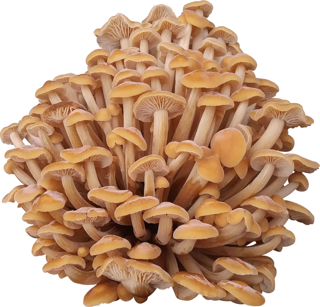 Appalachian Enoki Mushroom Genetics from Mossy Creek Mushrooms