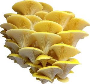 Yellow Golden Oyster Mushroom Genetics from Mossy Creek Mushrooms