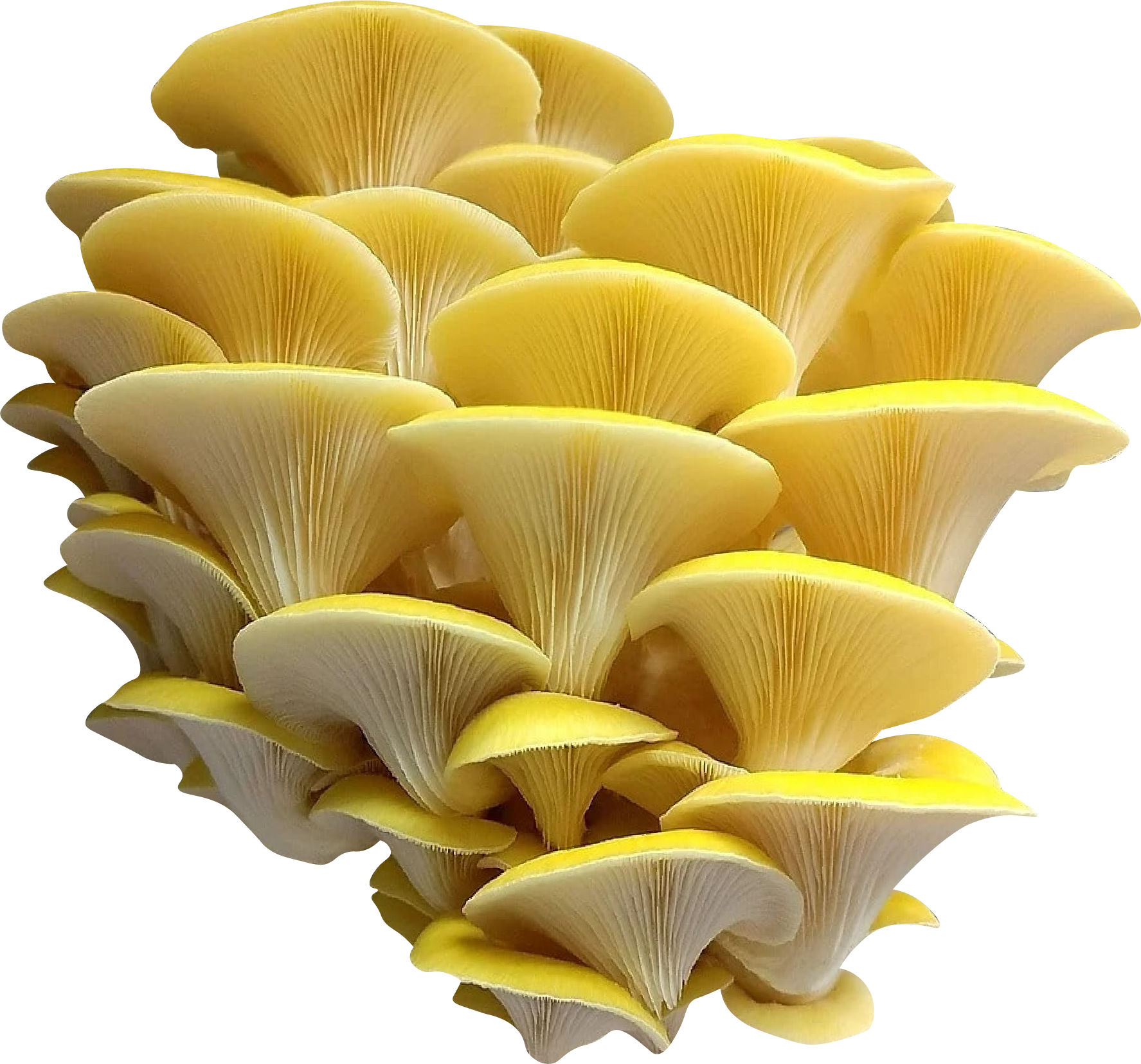 Yellow Golden Oyster Mushroom Genetics from Mossy Creek Mushrooms