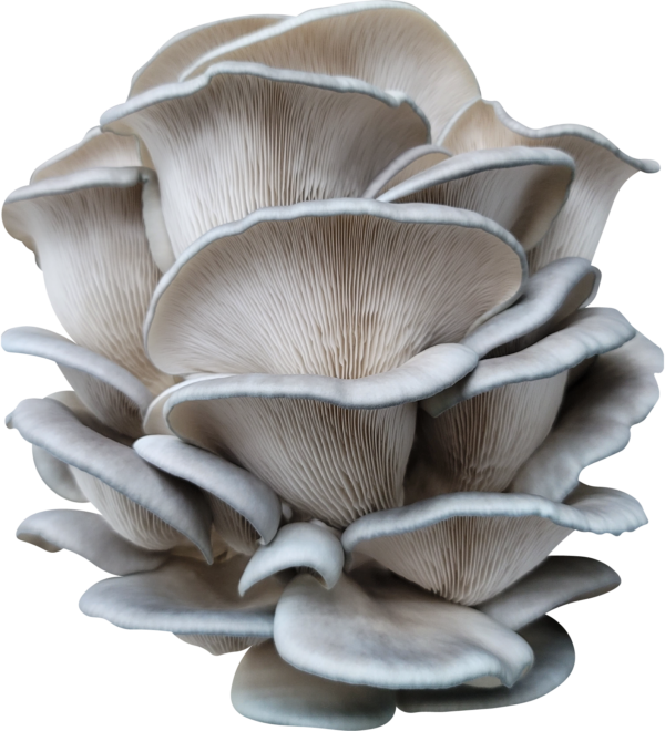 King Blue Oyster Mushroom Genetics from Mossy Creek Mushrooms