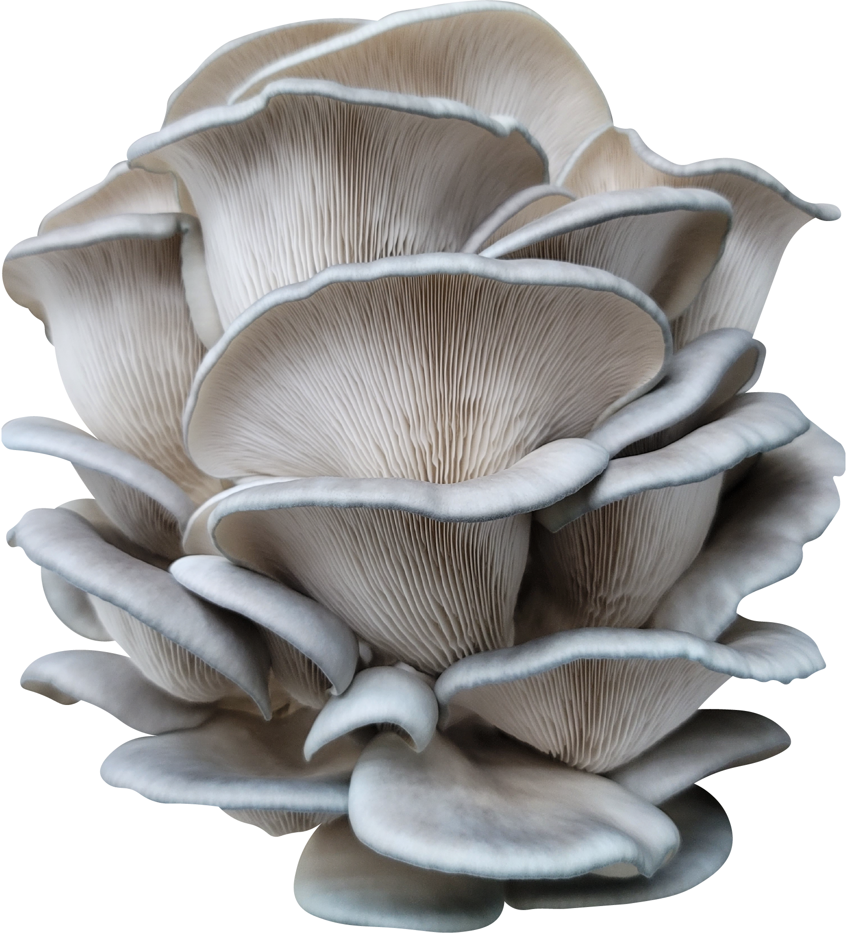 King Blue Oyster Mushroom Genetics from Mossy Creek Mushrooms