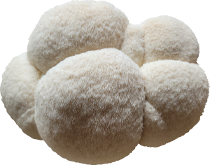 Lion's Pride Hericium Mushroom Mossy Creek Mushrooms