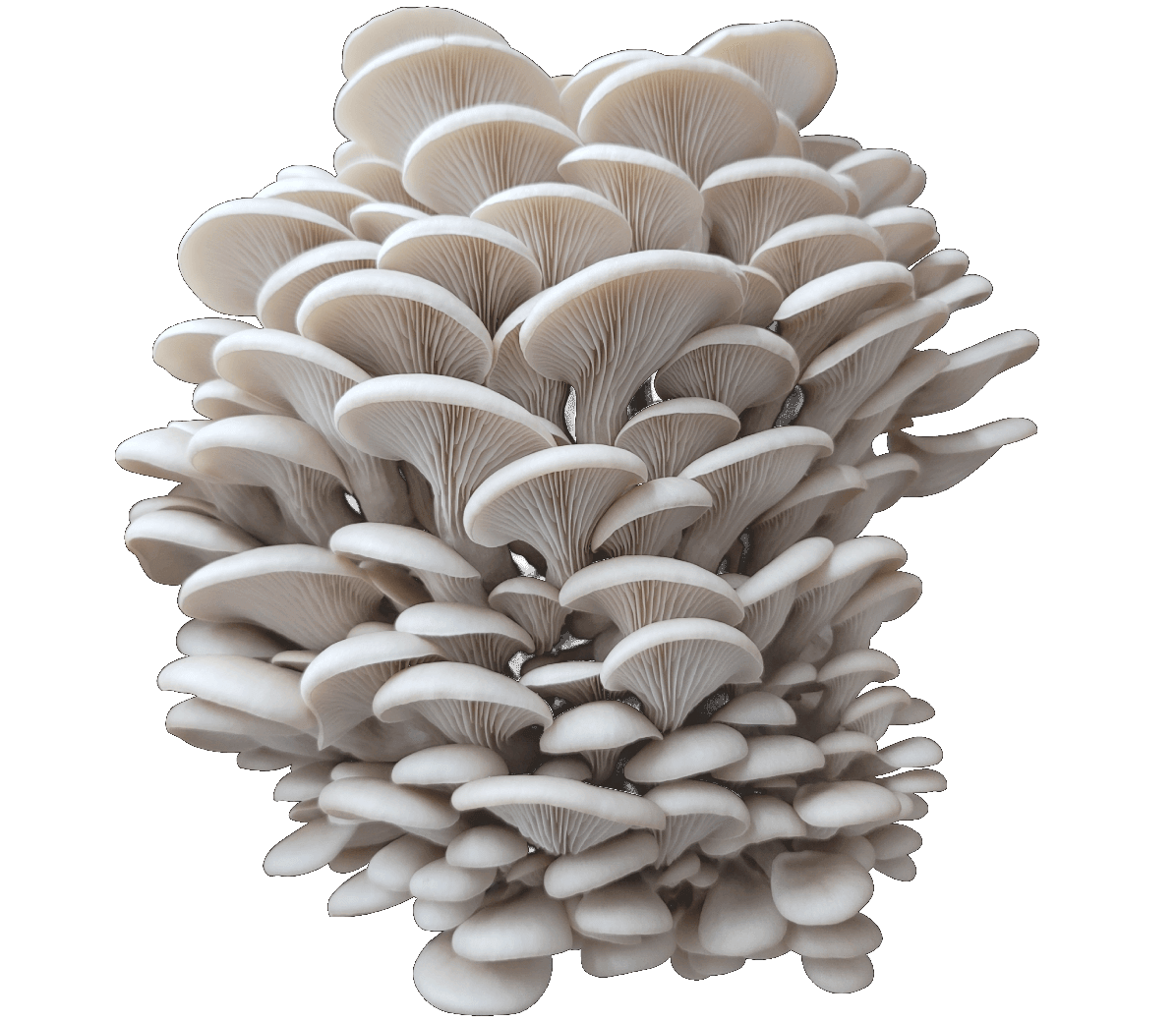 Maple Arch Oyster Mushroom Genetics from Mossy Creek Mushrooms