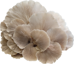 Ben Found Oyster Mushroom Genetics from Mossy Creek Mushrooms