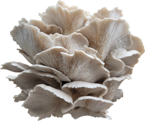 Old Road Oyster Mushroom Genetics from Mossy Creek Mushrooms