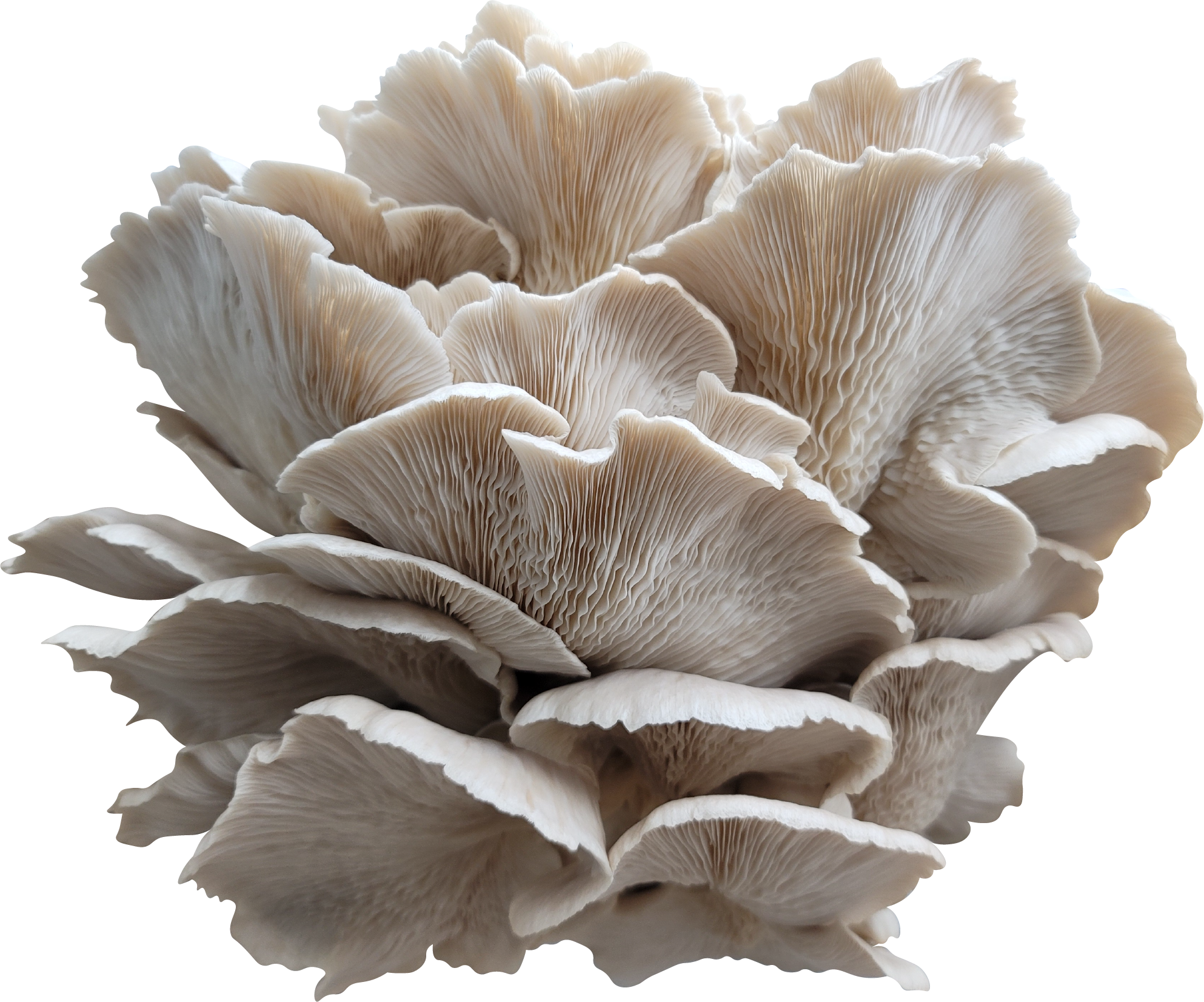 Old Road Oyster Mushroom Genetics from Mossy Creek Mushrooms