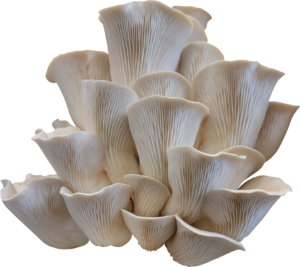Pathfinder Oyster Mushroom Genetics from Mossy Creek Mushrooms