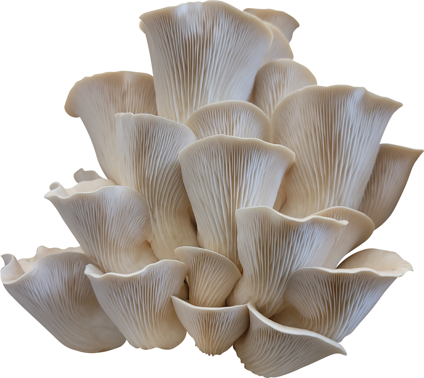 Pathfinder Oyster Mushroom Genetics from Mossy Creek Mushrooms