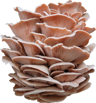 Pink Oyster Mushroom Genetics from Mossy Creek Mushrooms