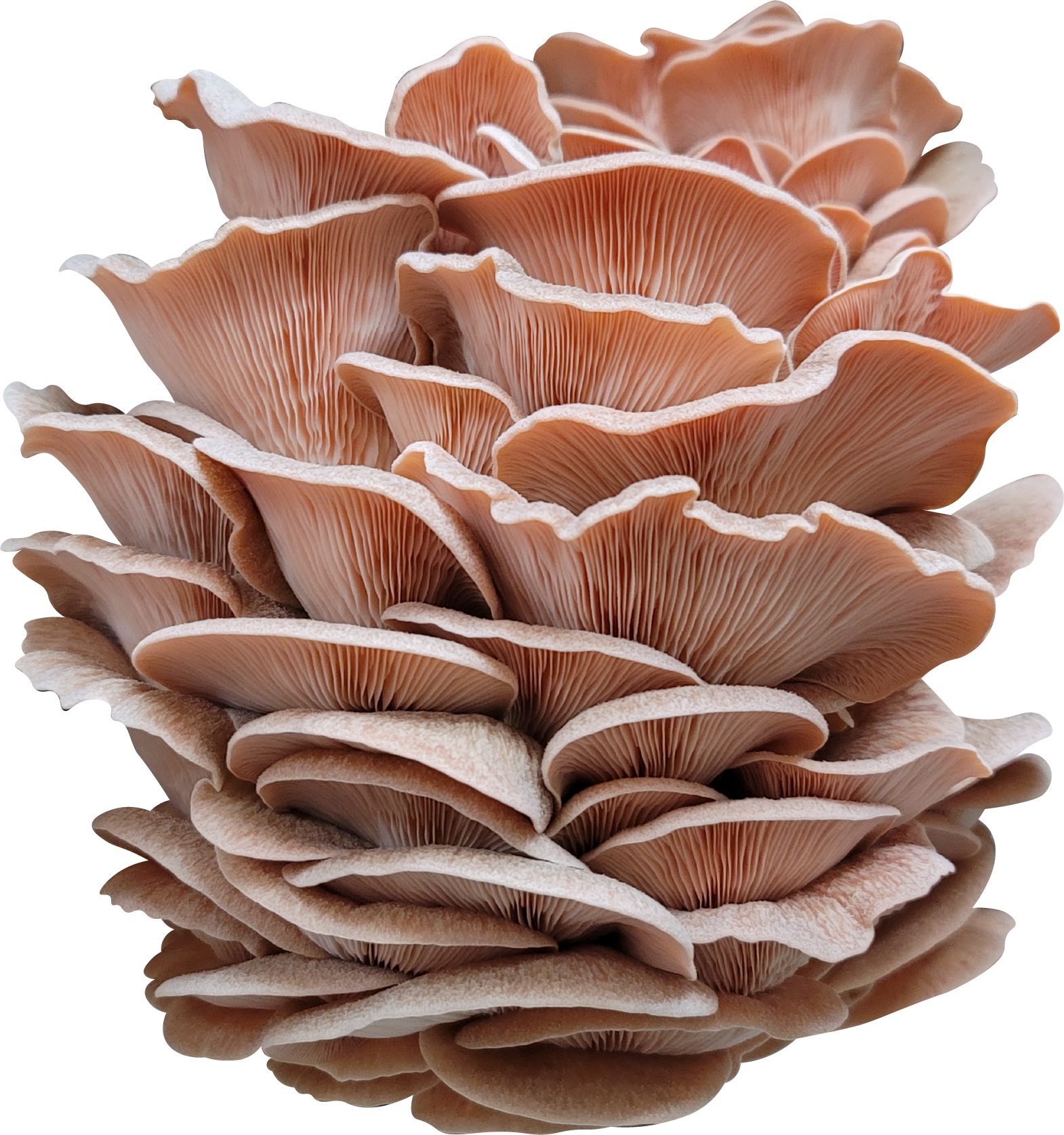 Pink Oyster Mushroom Genetics from Mossy Creek Mushrooms