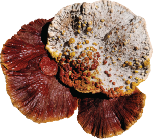 Pond Reishi Mushroom