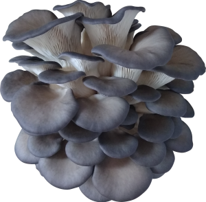 Rocky Top Oyster Mushroom Genetics from Mossy Creek Mushrooms