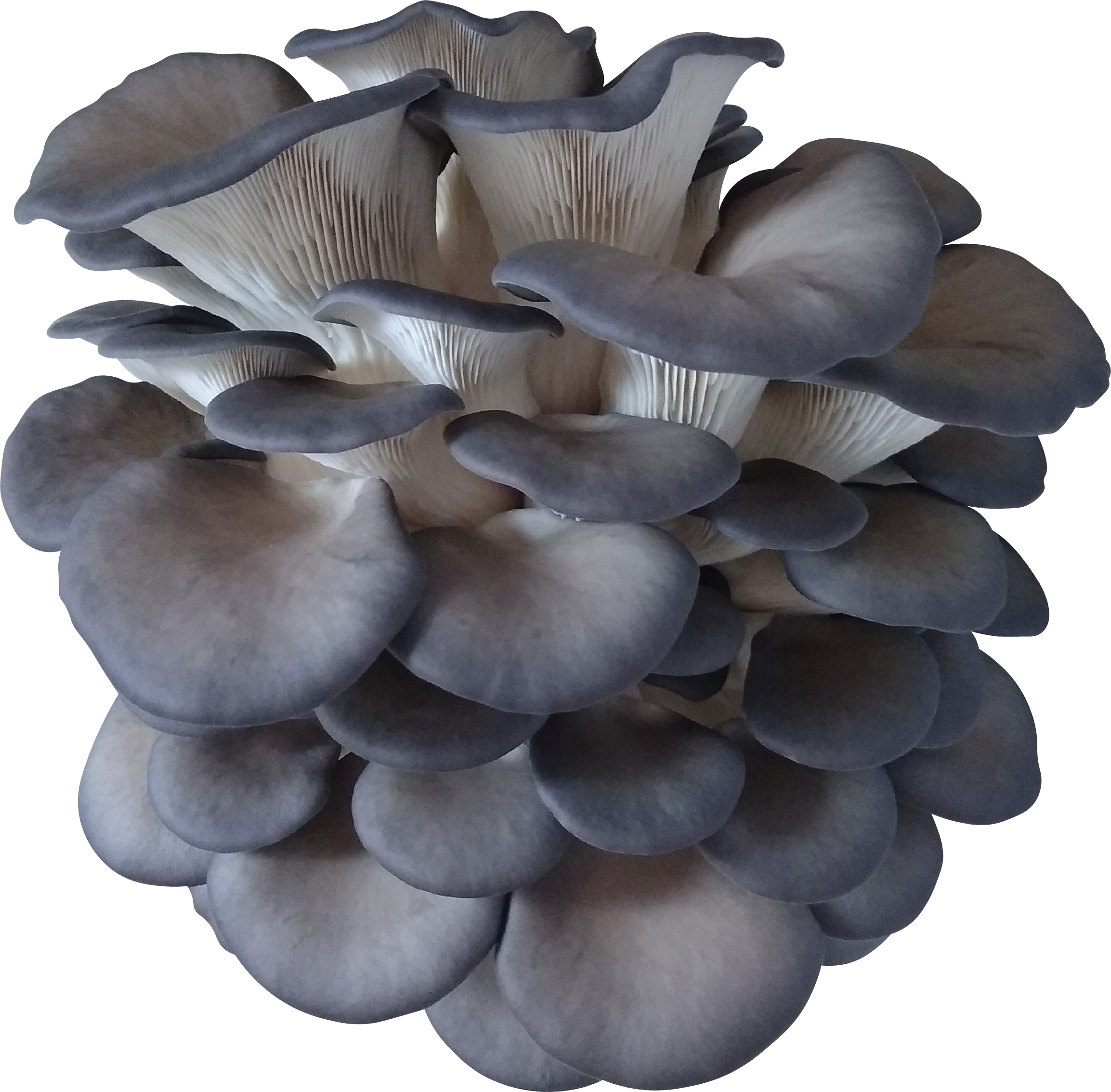 Rocky Top Oyster Mushroom Genetics from Mossy Creek Mushrooms