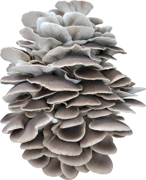 Venetian Italian Pheonix Oyster Mushroom Genetics from Mossy Creek Mushrooms