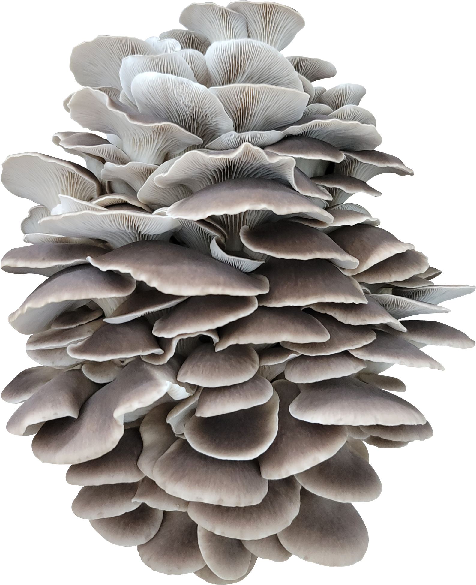 Venetian Italian Pheonix Oyster Mushroom Genetics from Mossy Creek Mushrooms