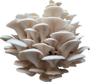 Yeti's Breath Oyster Mushroom Genetics from Mossy Creek Mushrooms
