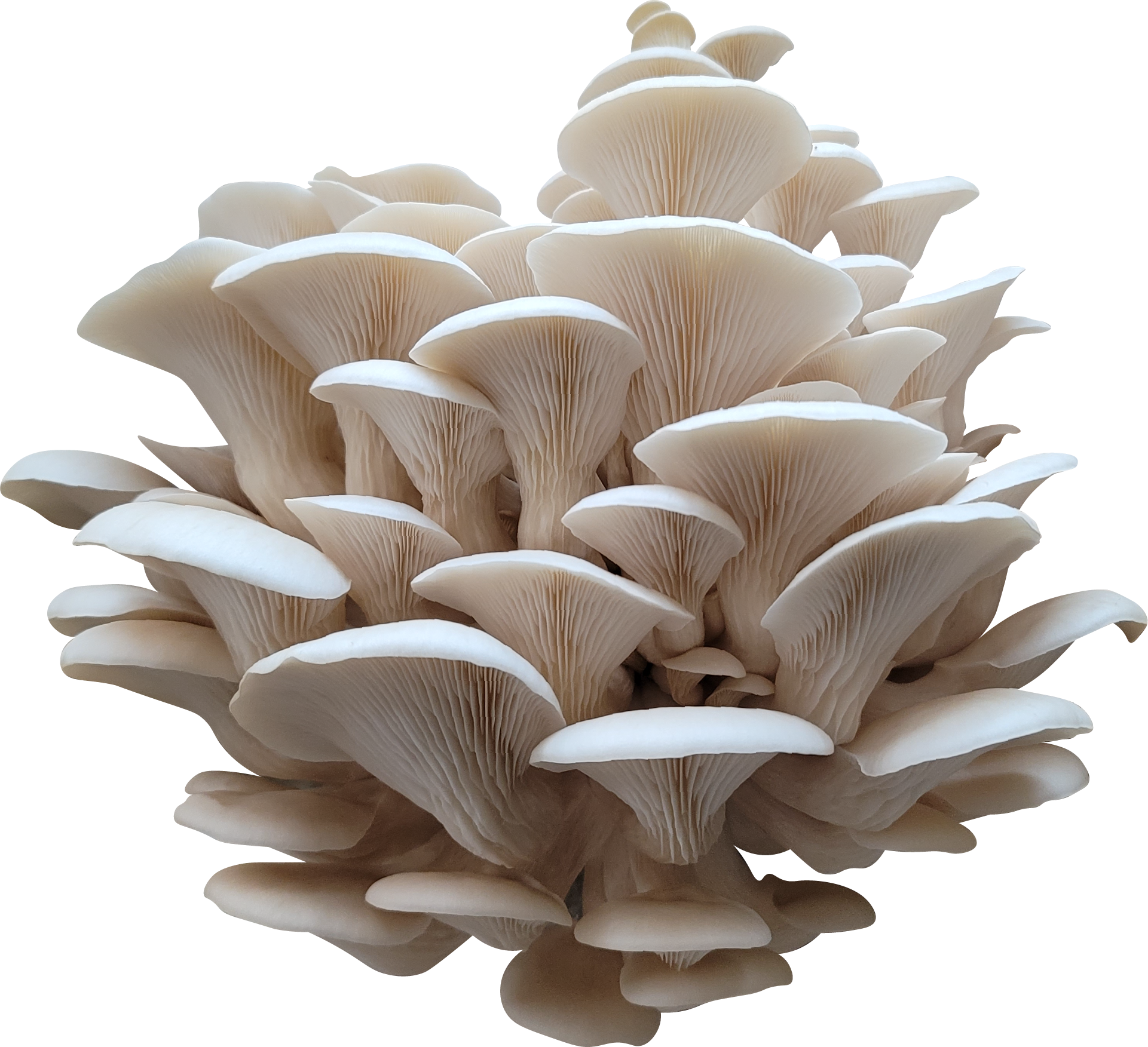 Yeti's Breath Oyster Mushroom Genetics from Mossy Creek Mushrooms