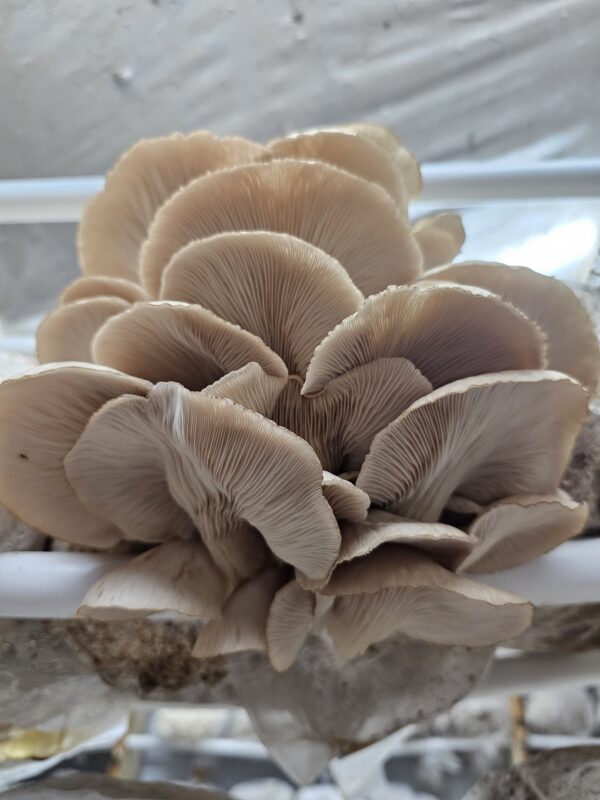 Mossy Creek Oyster Mushroom (pleurotus ostreatus)- MCO