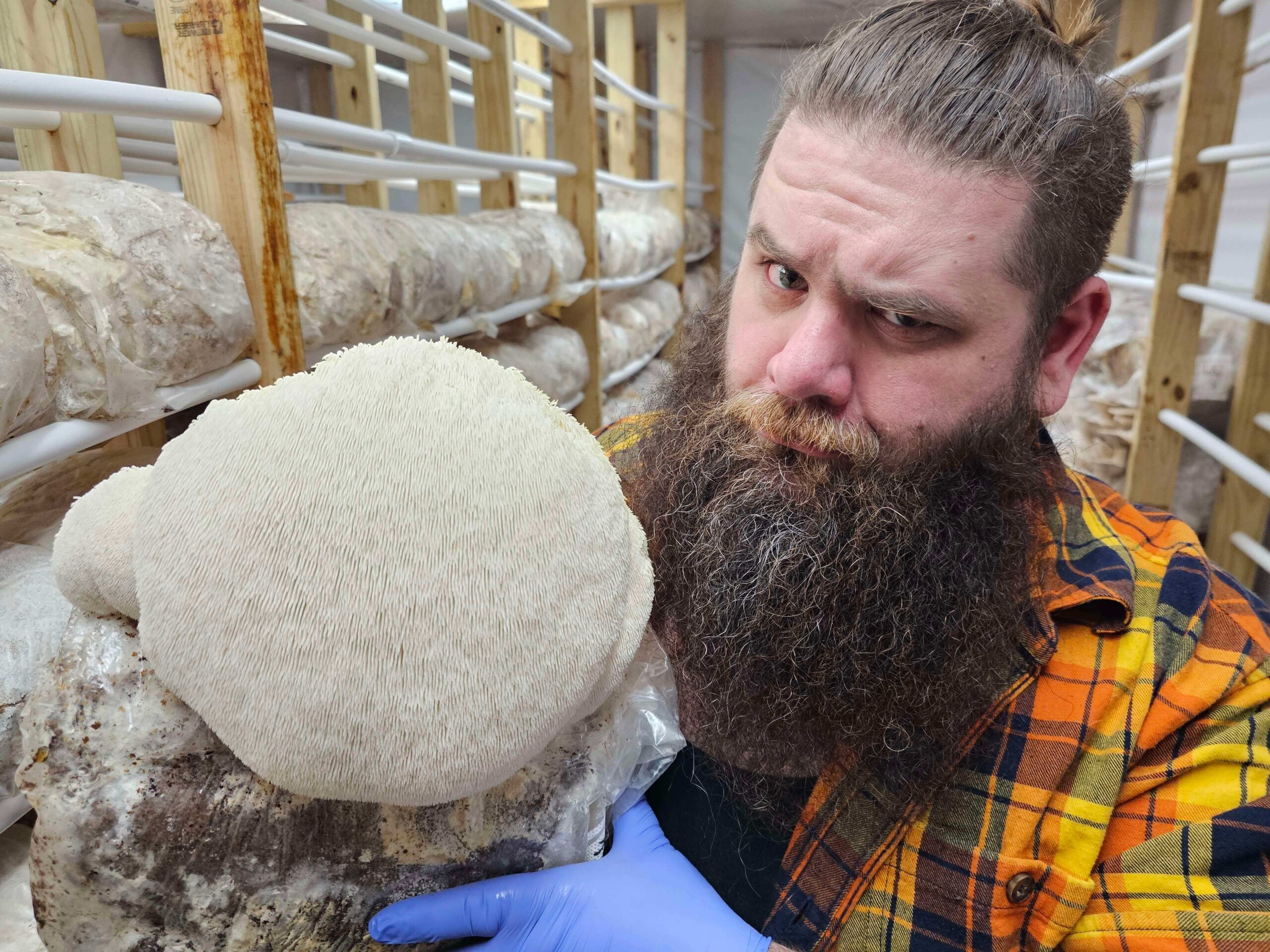 Elderwood Lion's Mane Mushroom