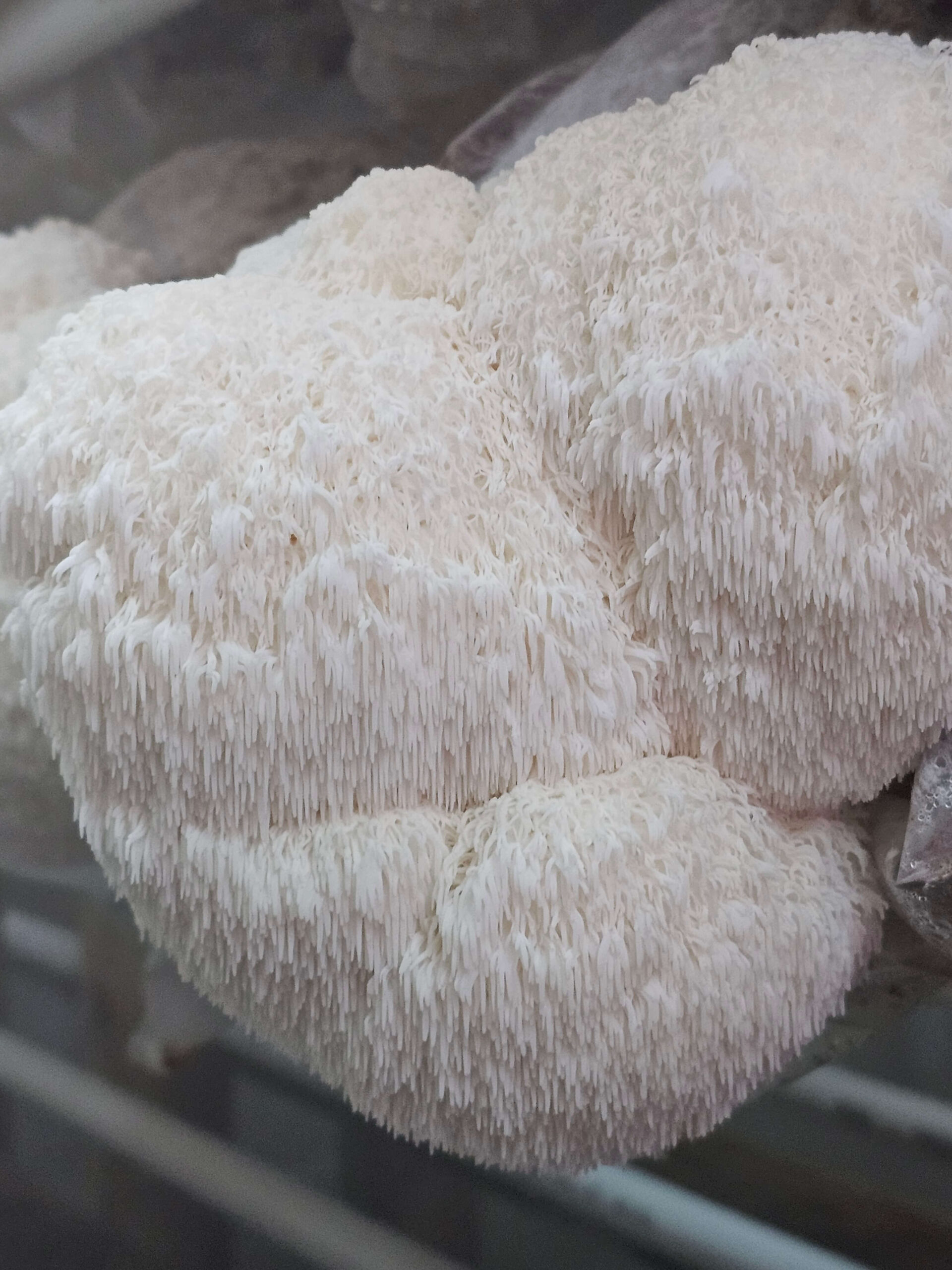 Ent's Beard Hericium Mushroom (Hericium erinaceus) - EBH