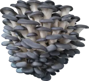 BS26 Oyster Mushroom Genetics from Mossy Creek Mushrooms
