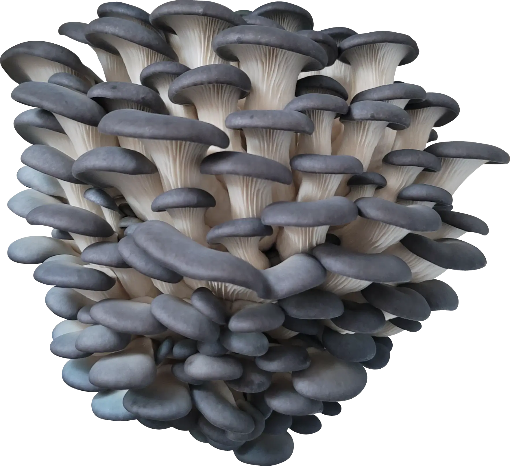 BS26 Oyster Mushroom Genetics from Mossy Creek Mushrooms