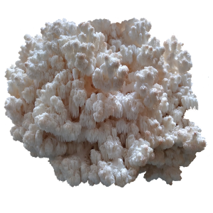 Comb Tooth Hericium Mossy Creek Mushrooms