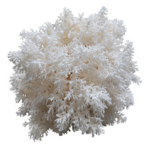 Conifer Coral Hericium Mossy Creek Mushrooms
