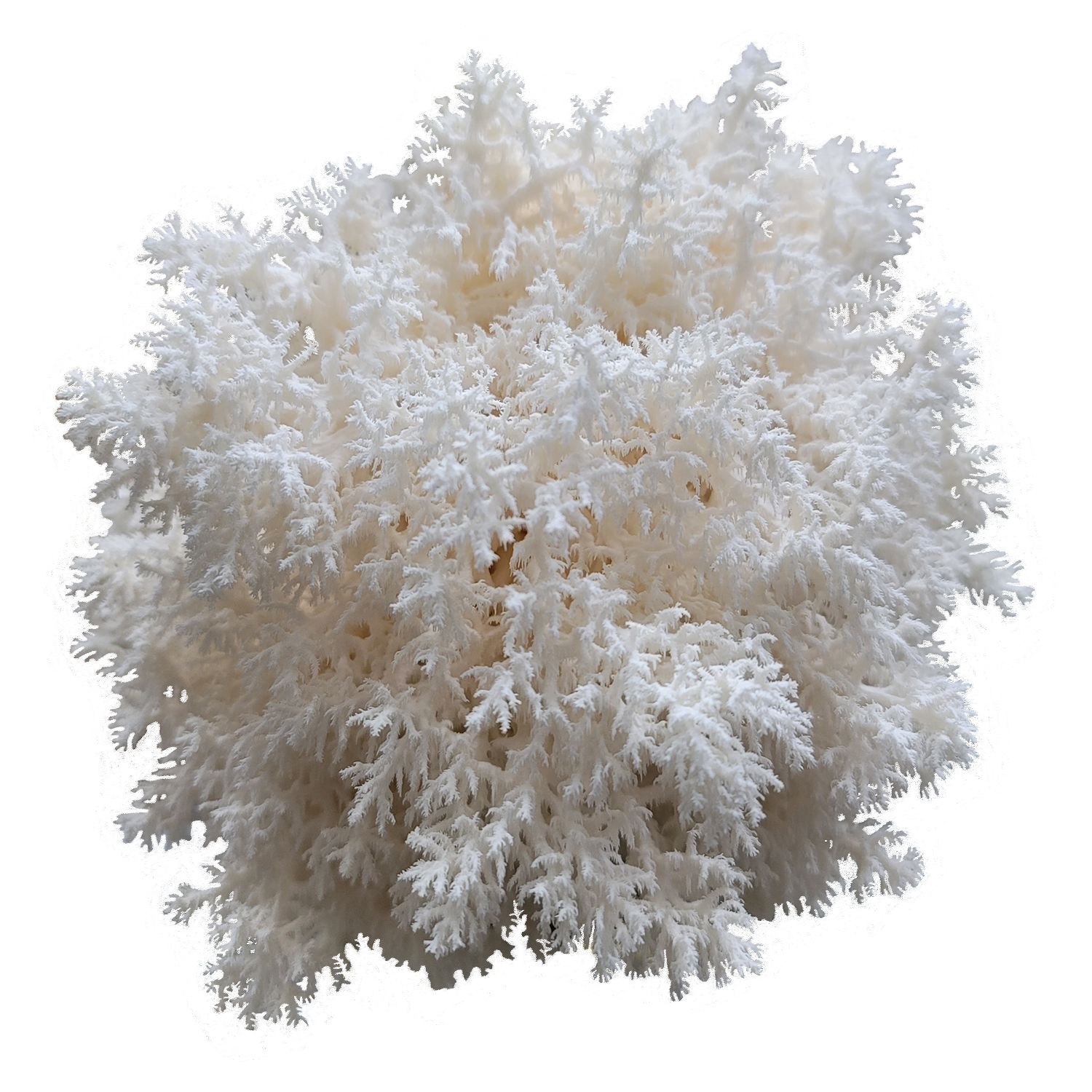 Conifer Coral Hericium Mossy Creek Mushrooms