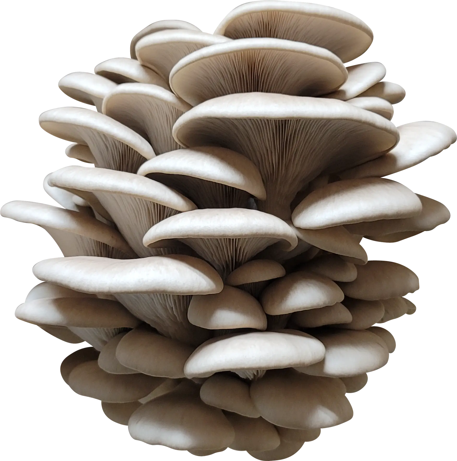 Copperhead Oyster Mushroom Genetics from Mossy Creek Mushrooms