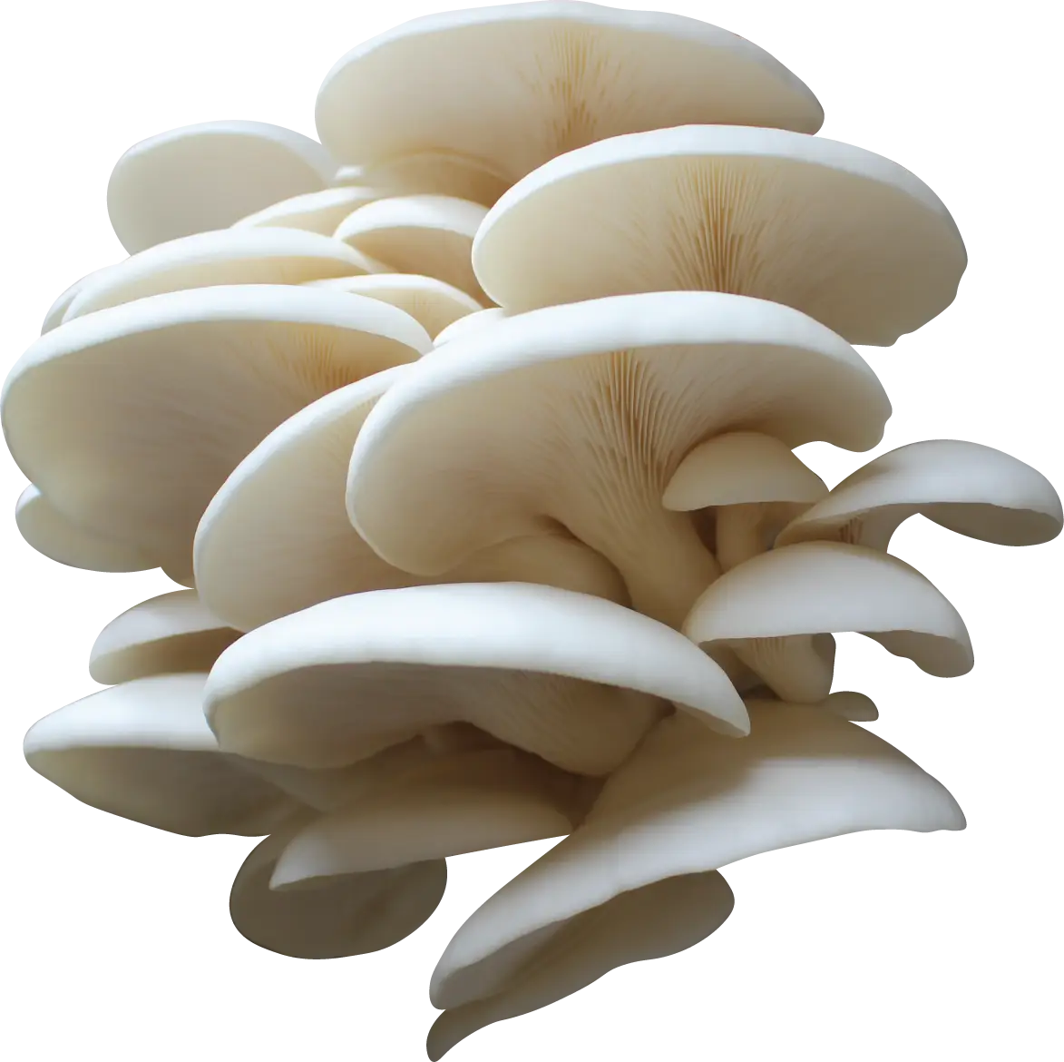 DeRidder Oyster Mushroom Genetics from Mossy Creek Mushrooms