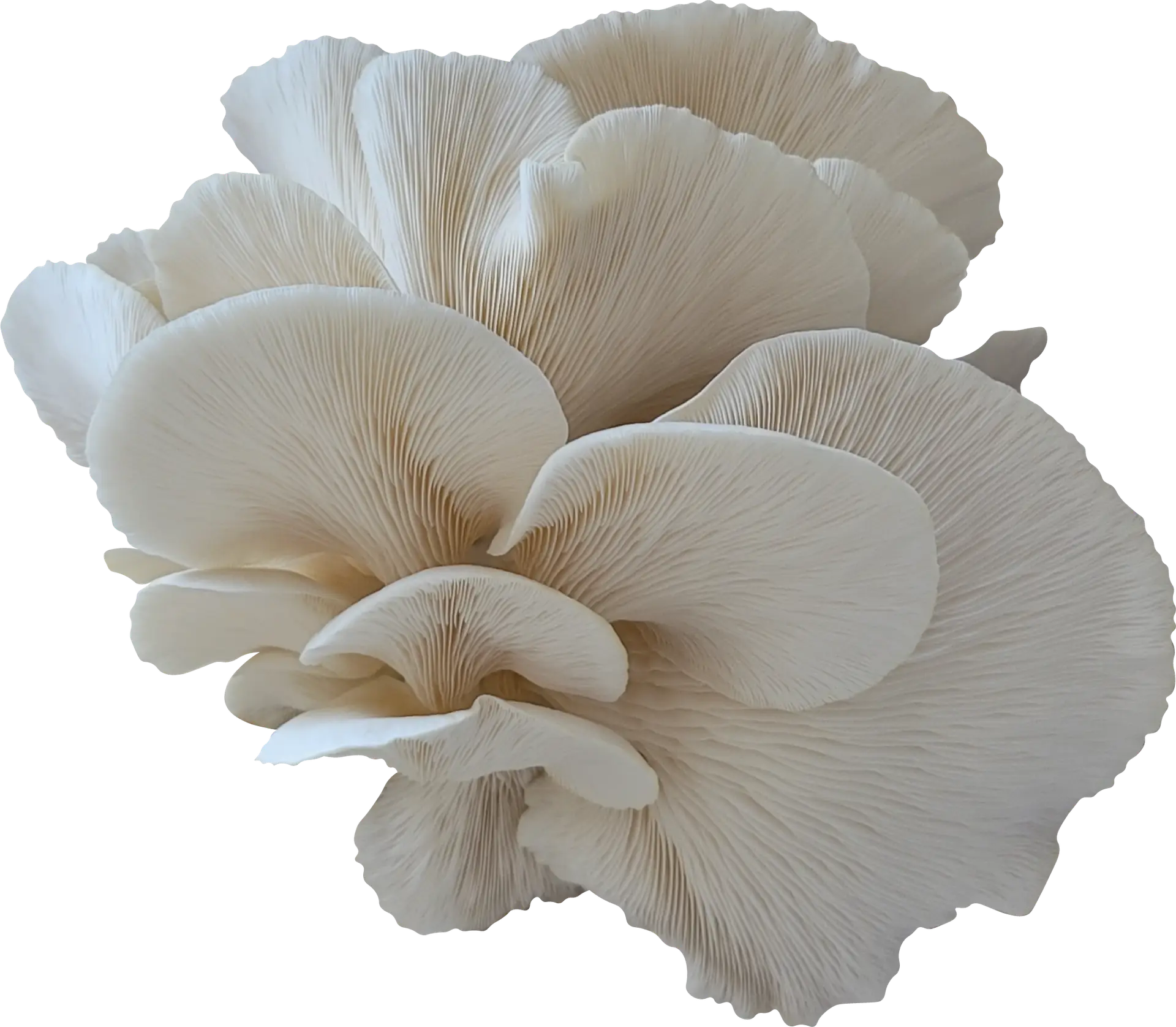 Elm Z Oyster Mushroom Genetics from Mossy Creek Mushrooms