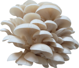 Miles Oyster Mushroom Genetics from Mossy Creek Mushrooms