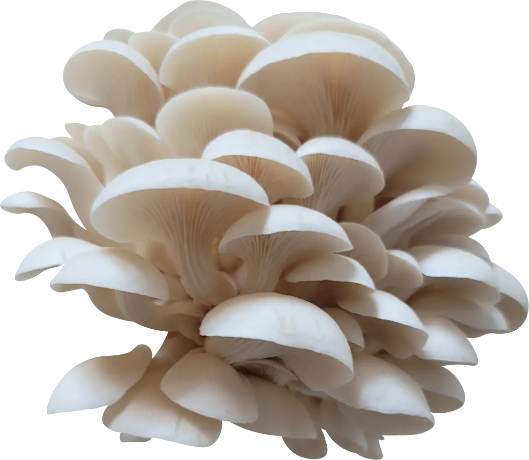 Miles Oyster Mushroom Genetics from Mossy Creek Mushrooms