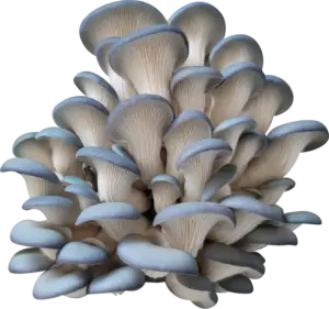 Deep Blue Sea Oyster Mushroom Genetics from Mossy Creek Mushrooms