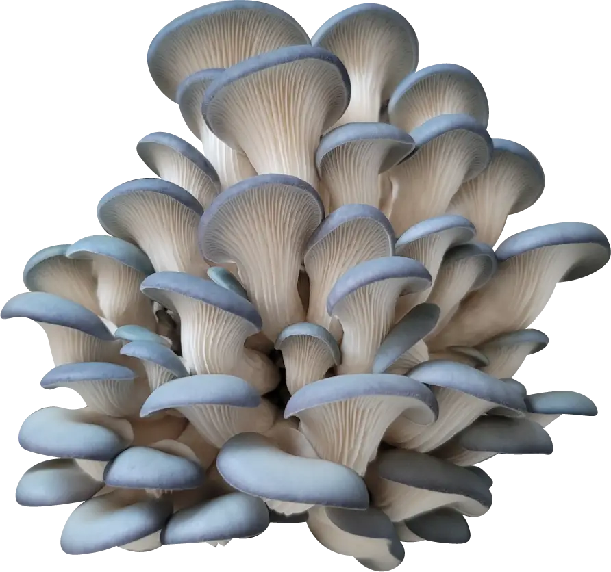 Deep Blue Sea Oyster Mushroom Genetics from Mossy Creek Mushrooms