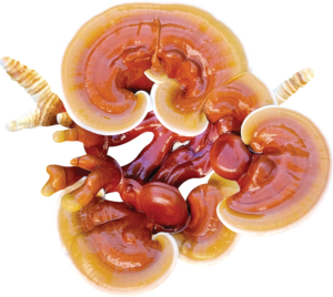 Mossy Creek Mushrooms River Reishi Liquid Culture Agar Slant