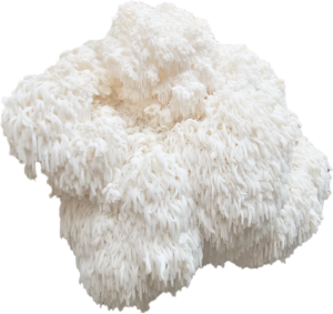 Mossy's Mane Hericium Mossy Creek Mushrooms