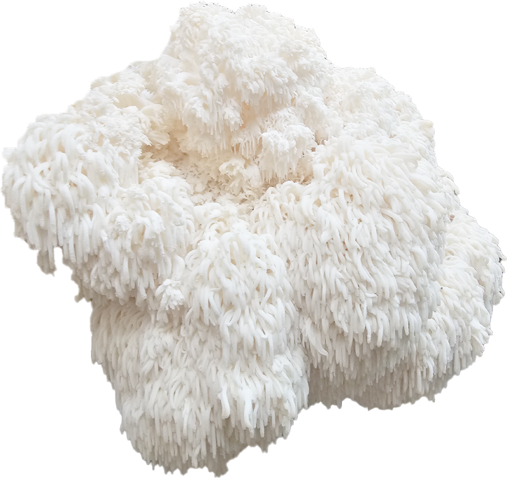 Mossy's Mane Hericium Mossy Creek Mushrooms