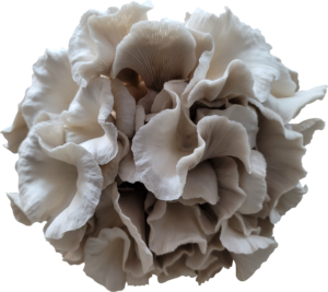 Mother of Pearl Oyster Mushroom Genetics from Mossy Creek Mushrooms
