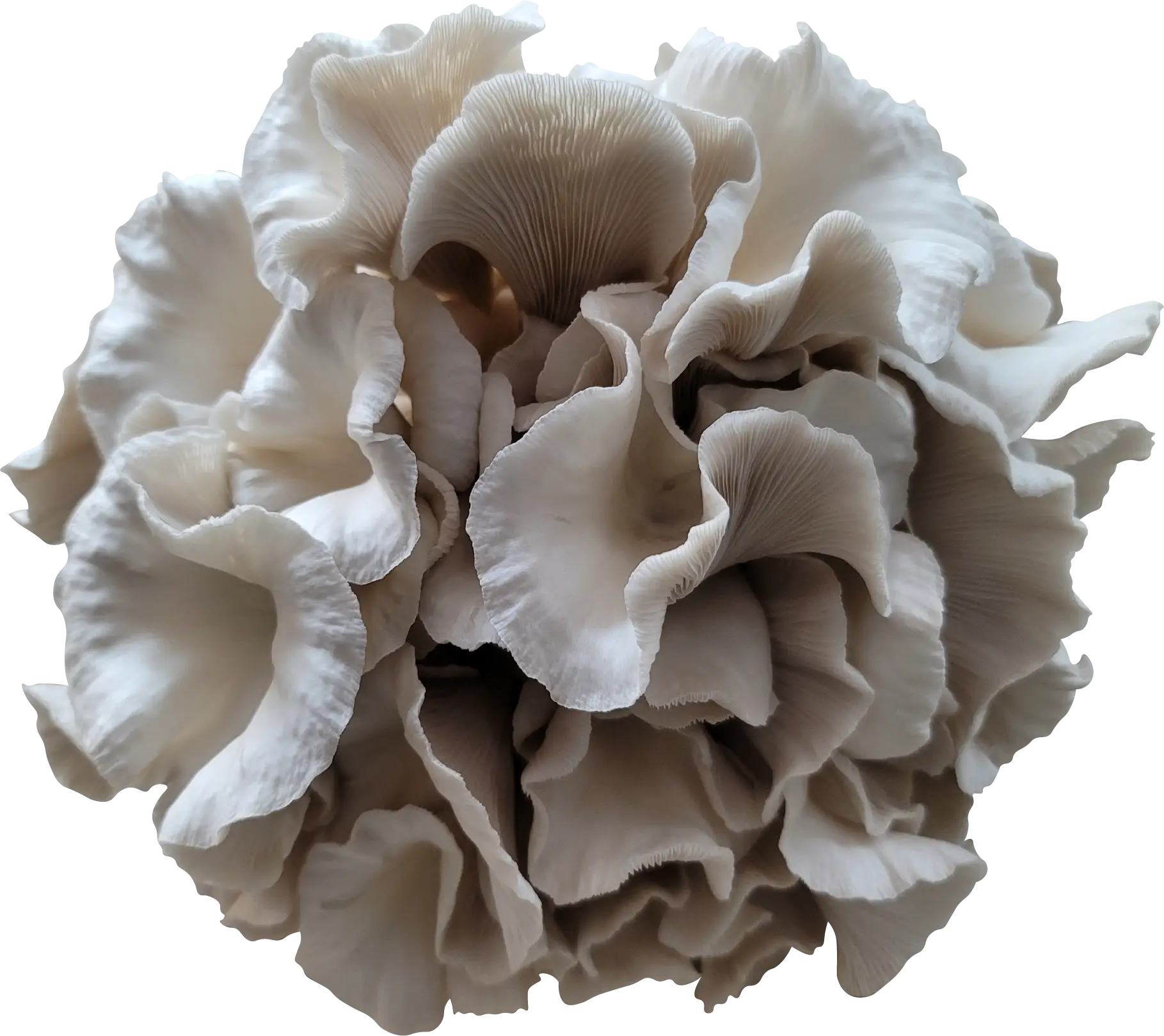 Mother of Pearl Oyster Mushroom Genetics from Mossy Creek Mushrooms