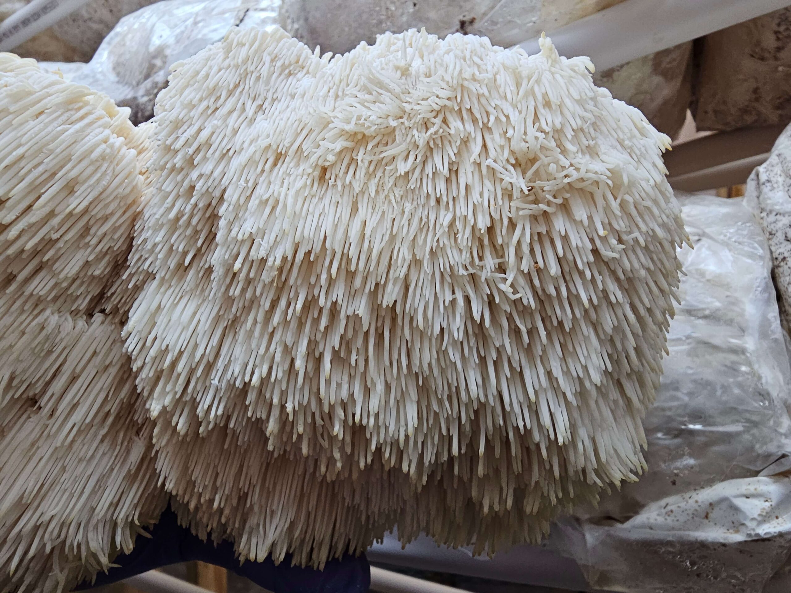 Tribbles Lion's Mane Mushroom