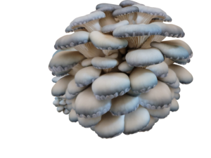 Watercolor Oyster Mushrooms Mossy Creek Mushrooms