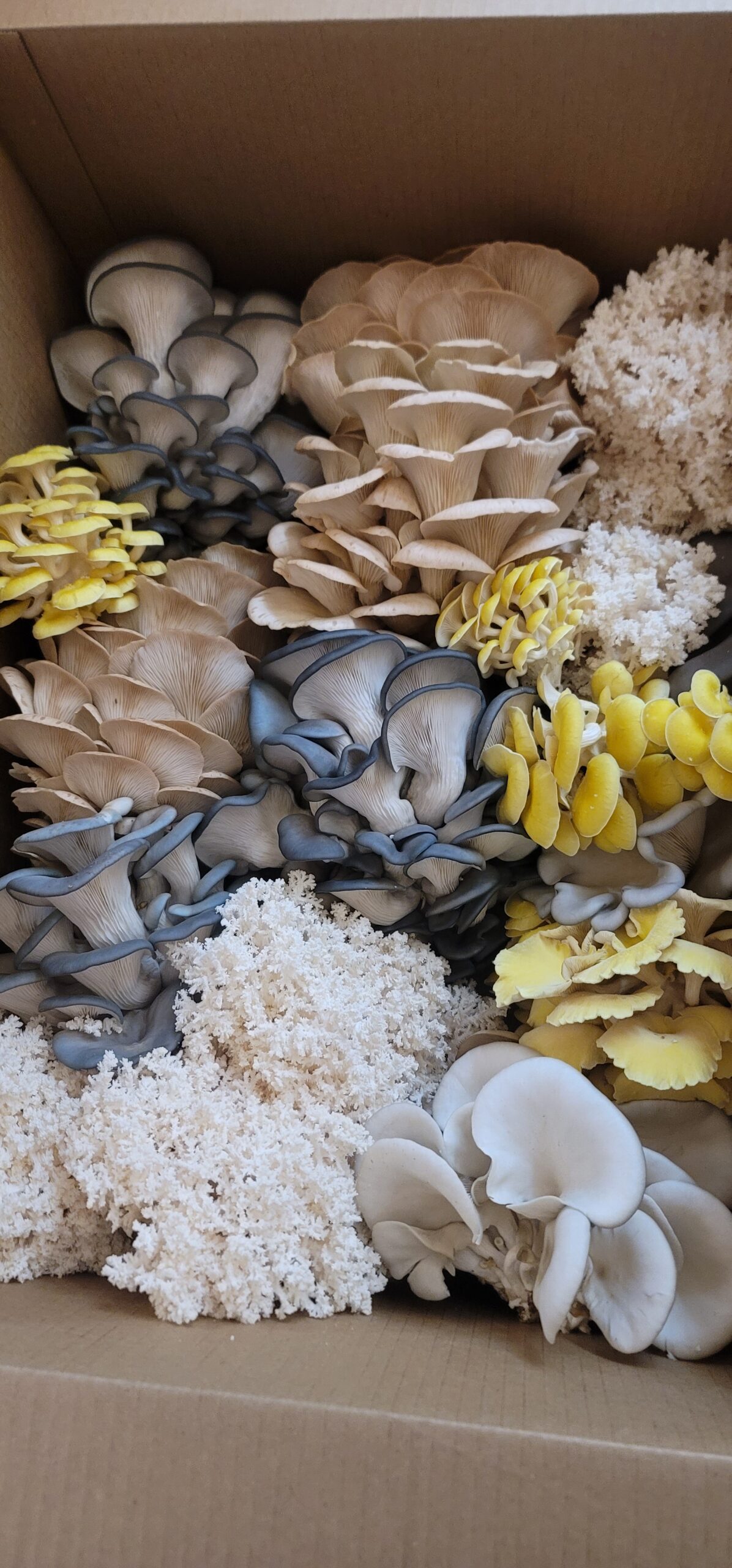 Mossy Creek Mushrooms CSA Share